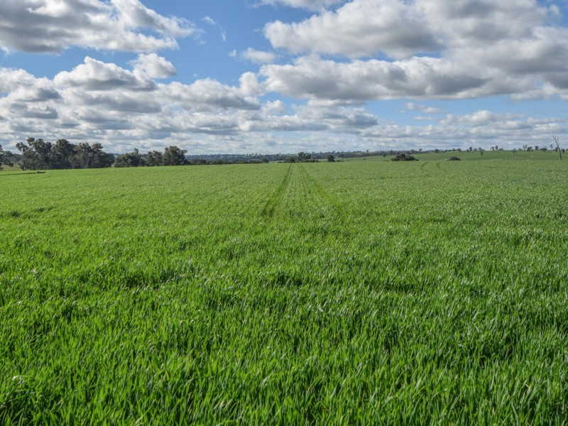 00 Currawong Rd, Young NSW 2594