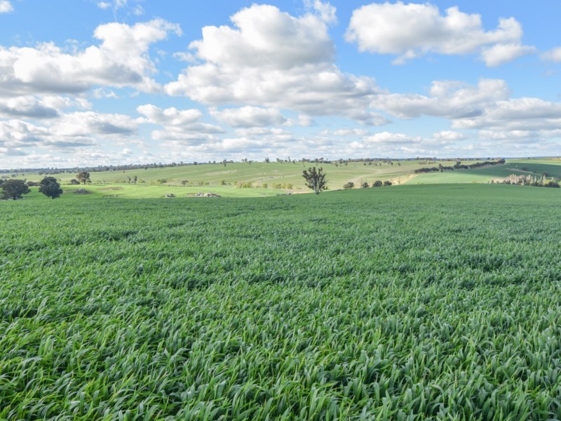 00 Currawong Rd, Young NSW 2594