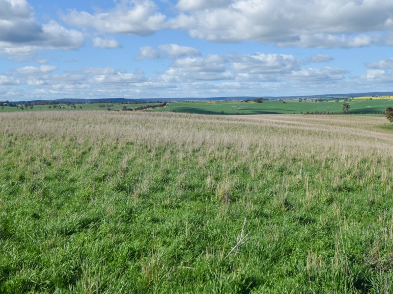 00 Currawong Rd, Young NSW 2594