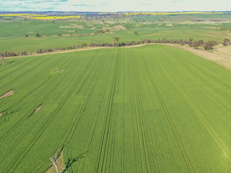 00 Currawong Rd, Young NSW 2594