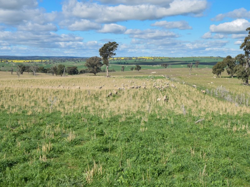 00 Currawong Rd, Young NSW 2594