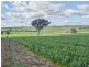 00 Currawong Rd, Young NSW 2594