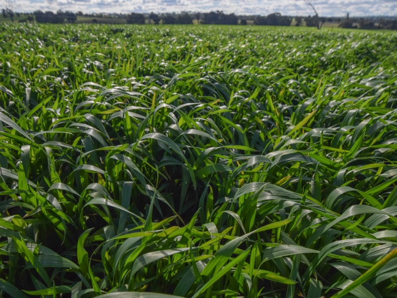 00 Currawong Rd, Young NSW 2594