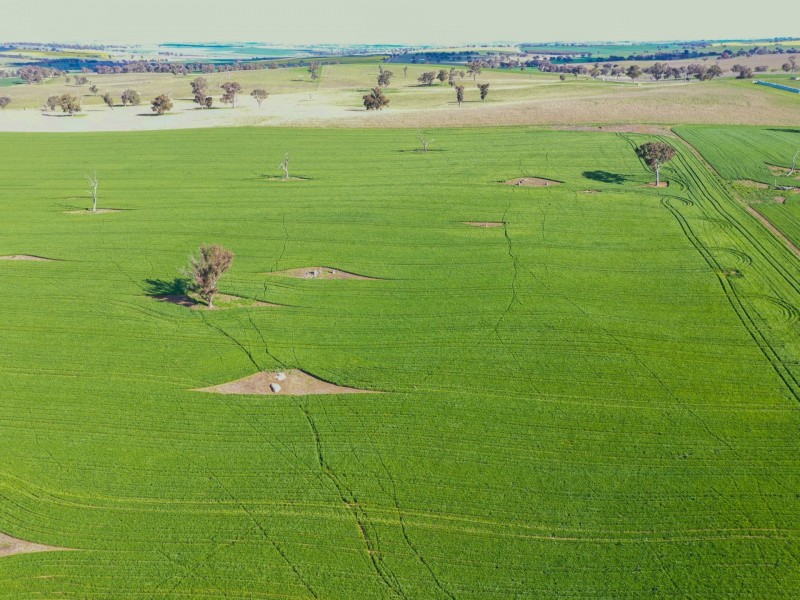 00 Currawong Rd, Young NSW 2594