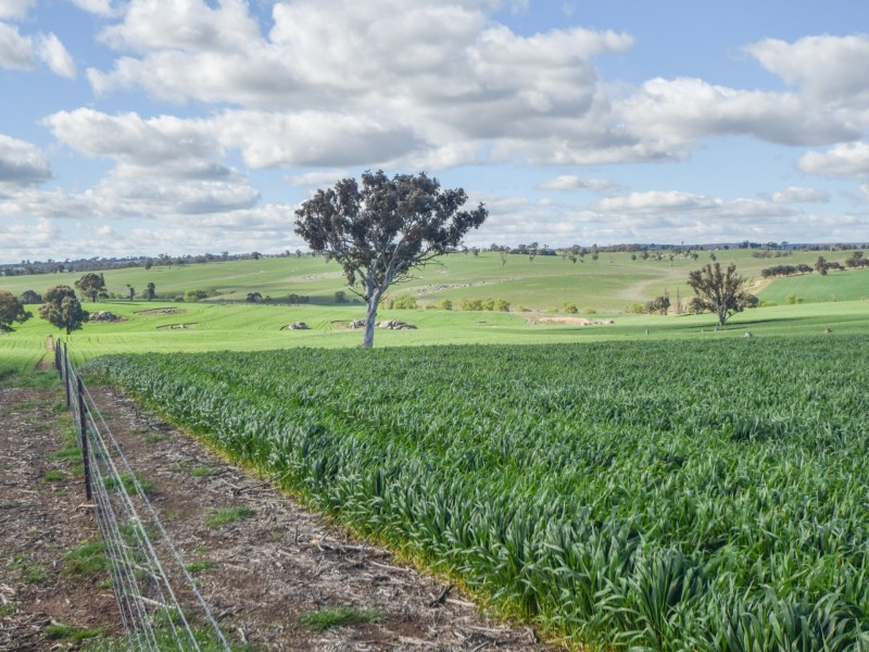 00 Currawong Rd, Young NSW 2594