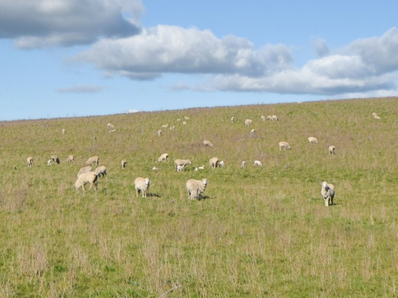 00 Currawong Rd, Young NSW 2594