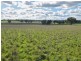 00 Currawong Rd, Young NSW 2594