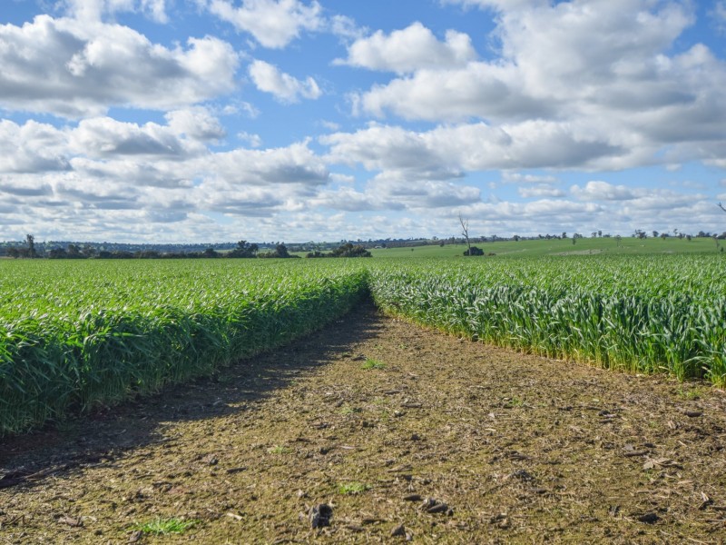 00 Currawong Rd, Young NSW 2594