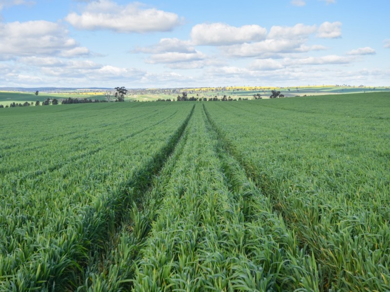 00 Currawong Rd, Young NSW 2594