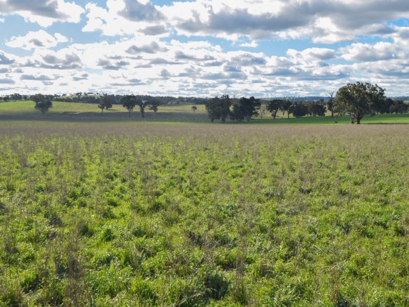 00 Currawong Rd, Young NSW 2594