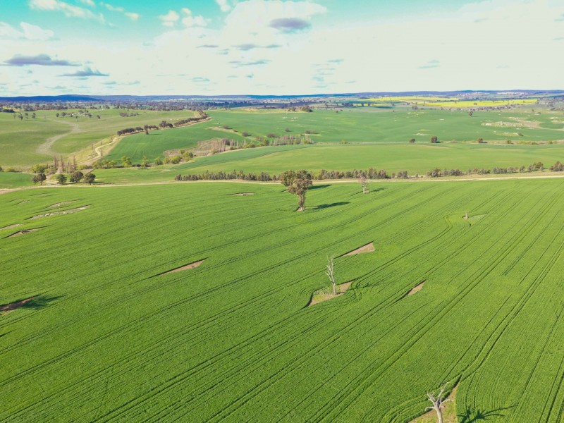 00 Currawong Rd, Young NSW 2594