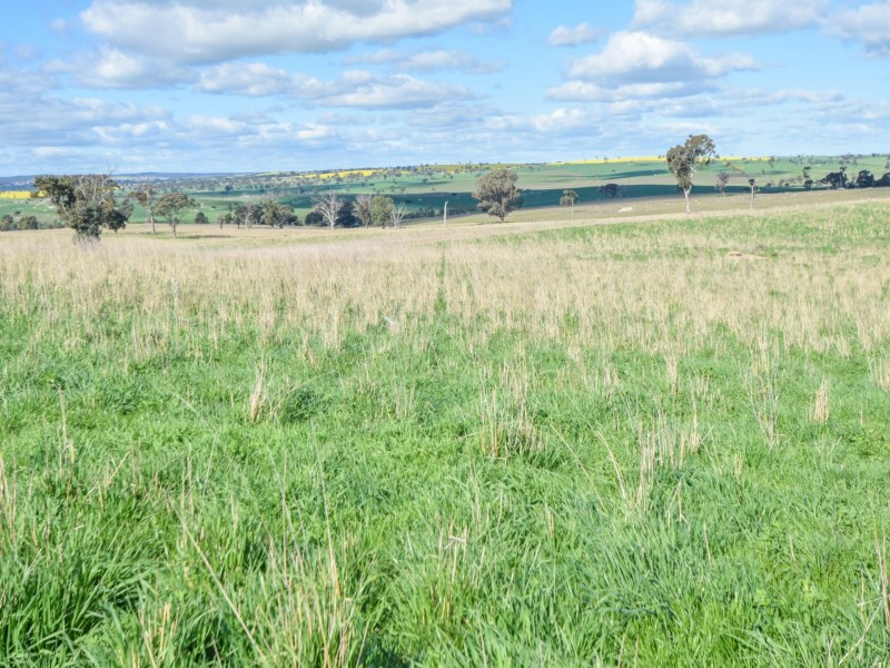 00 Currawong Rd, Young NSW 2594