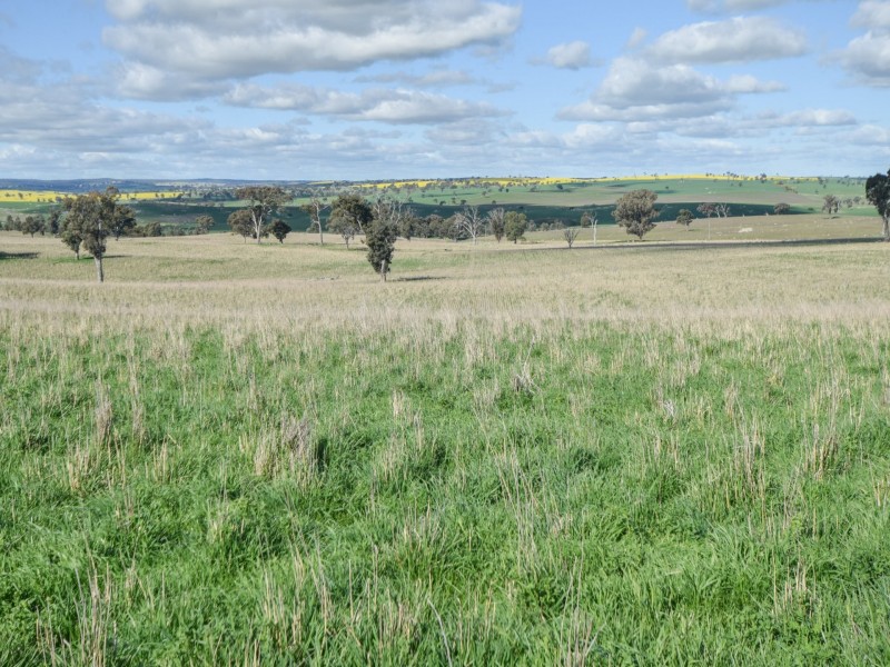 00 Currawong Rd, Young NSW 2594