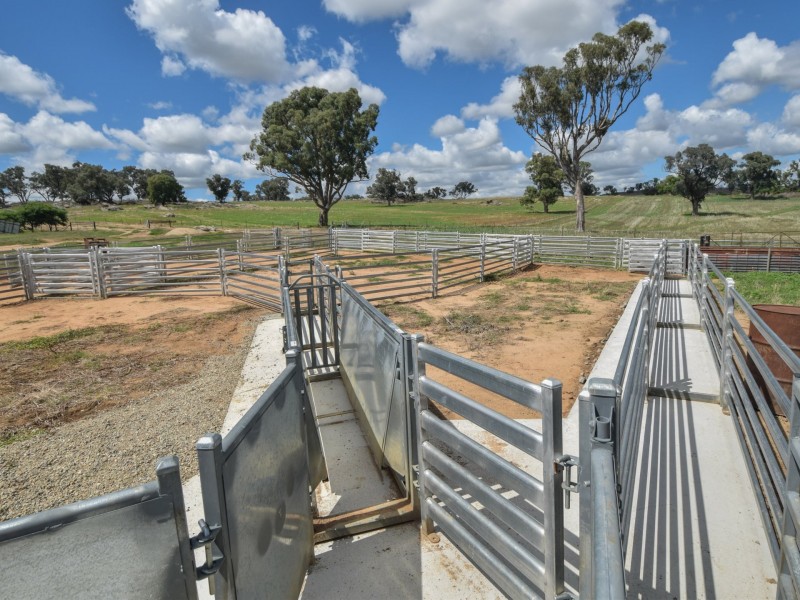 1095 Highbank Lane, Young NSW 2594