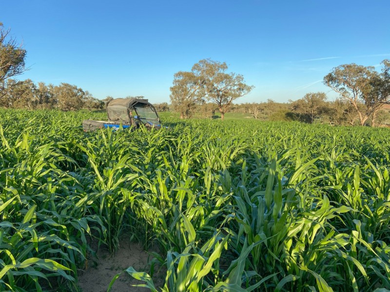 1095 Highbank Lane, Young NSW 2594