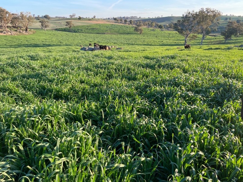 1095 Highbank Lane, Young NSW 2594