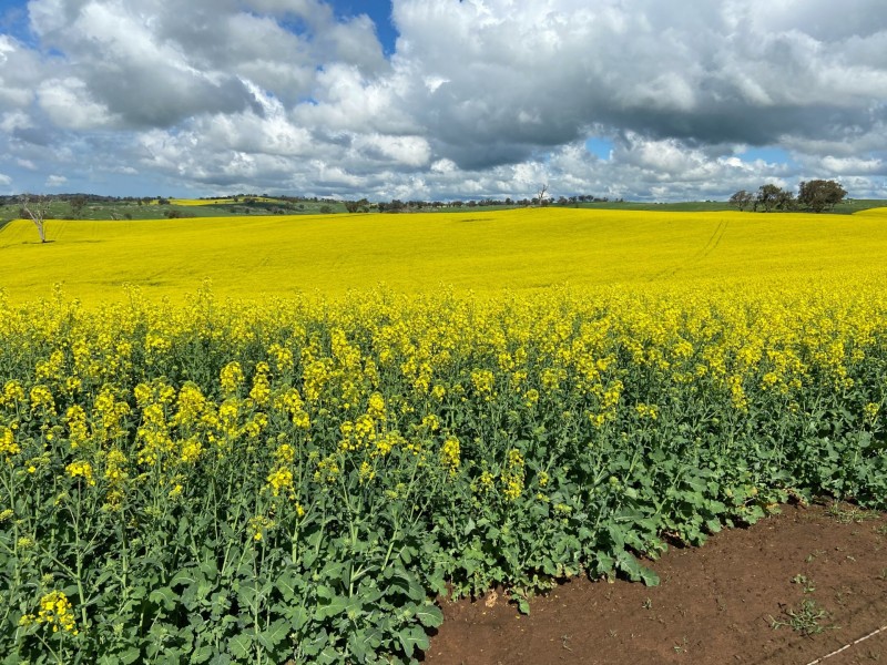 1095 Highbank Lane, Young NSW 2594