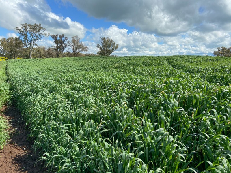 1095 Highbank Lane, Young NSW 2594