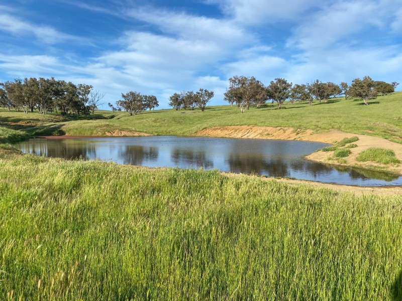 1095 Highbank Lane, Young NSW 2594