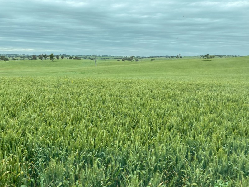 1095 Highbank Lane, Young NSW 2594