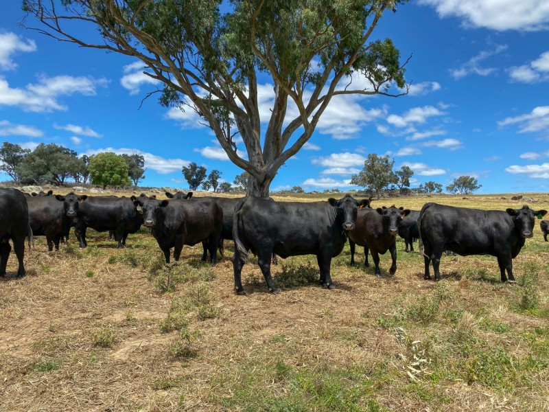 1095 Highbank Lane, Young NSW 2594