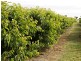 00 Kingsvale Rd, Young NSW 2594