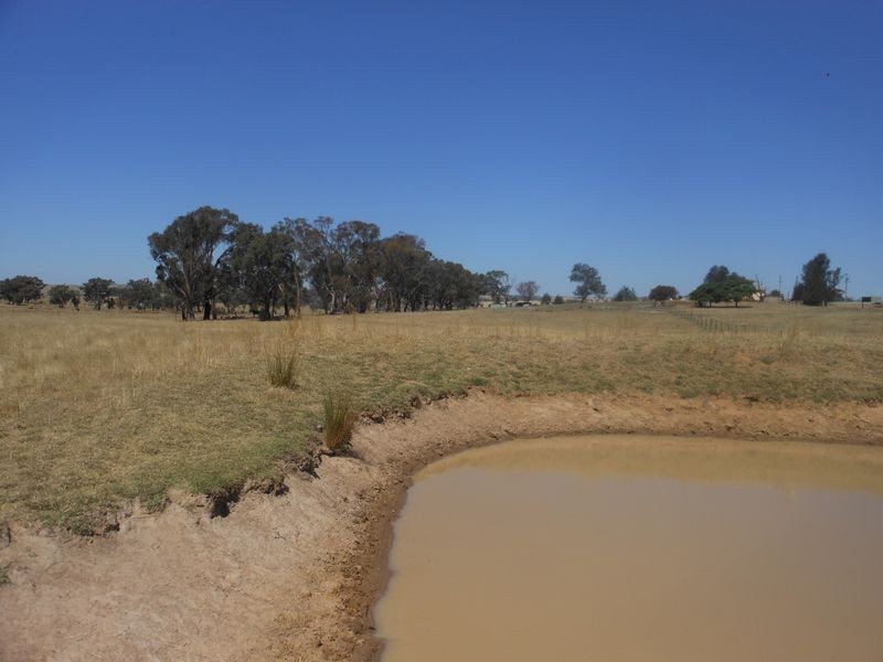 234 Bribbaree Road, Young NSW 2594