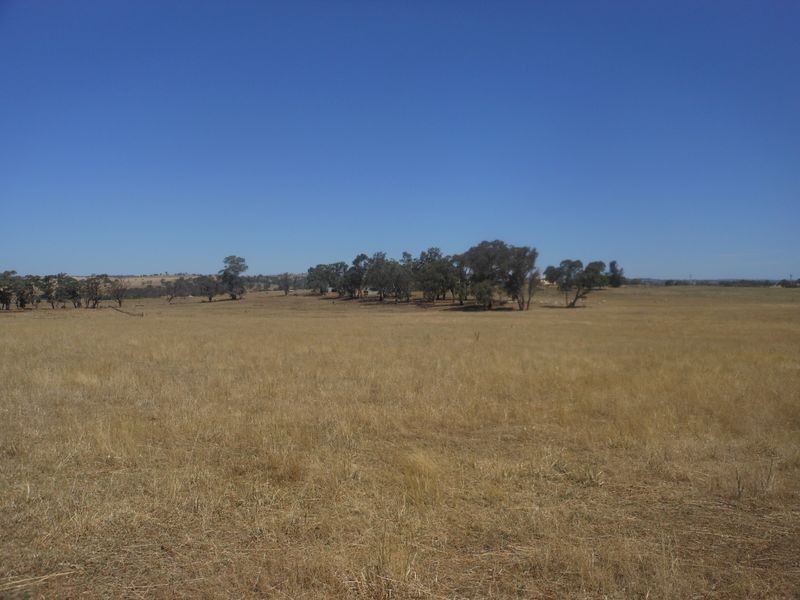 234 Bribbaree Road, Young NSW 2594