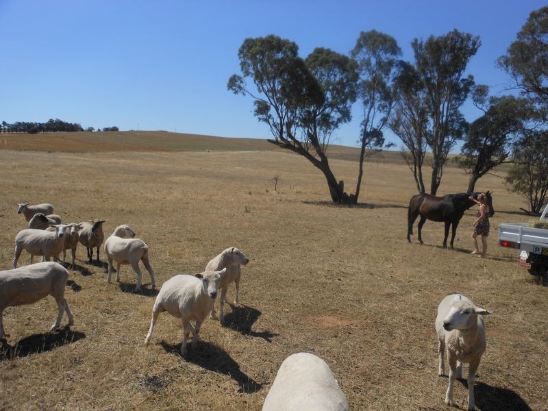 234 Bribbaree Road, Young NSW 2594