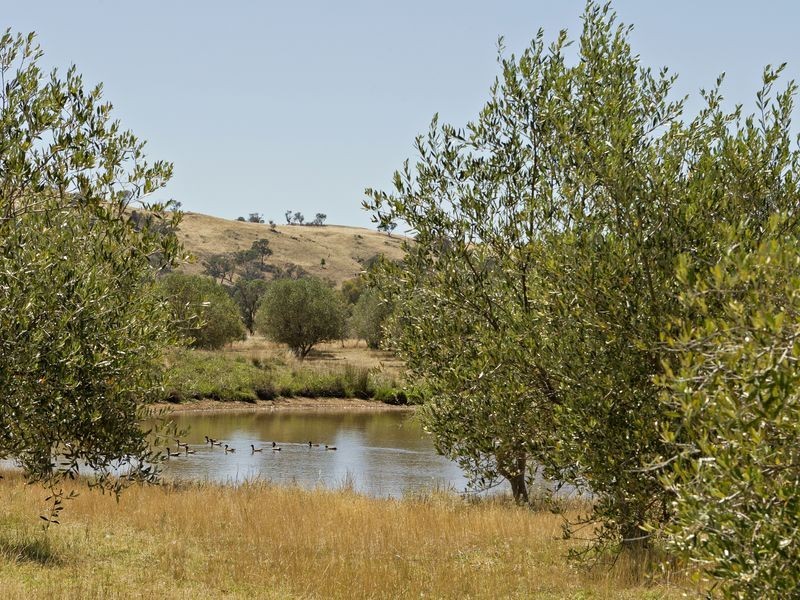 2407 Murringo Road, Young NSW 2594