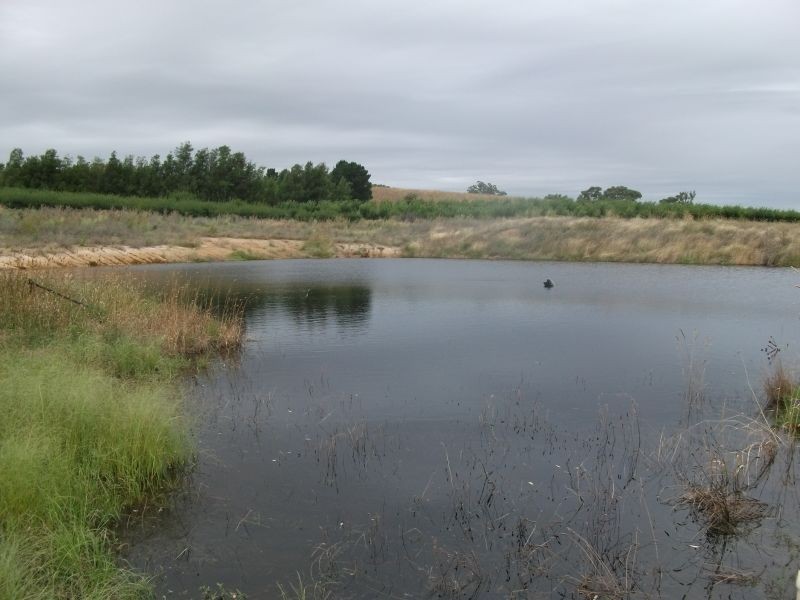 5 Pine Rd, Young NSW 2594