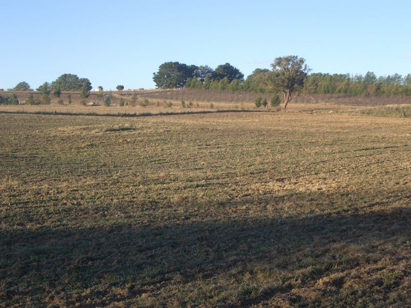 5 Pine Rd, Young NSW 2594