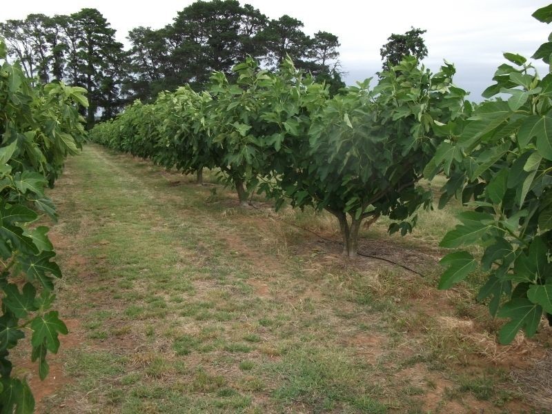 5 Pine Rd, Young NSW 2594