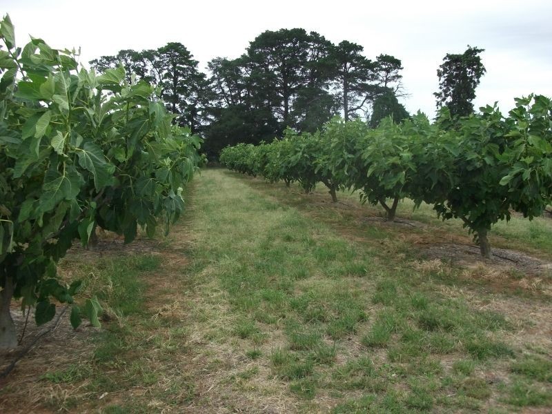 5 Pine Rd, Young NSW 2594