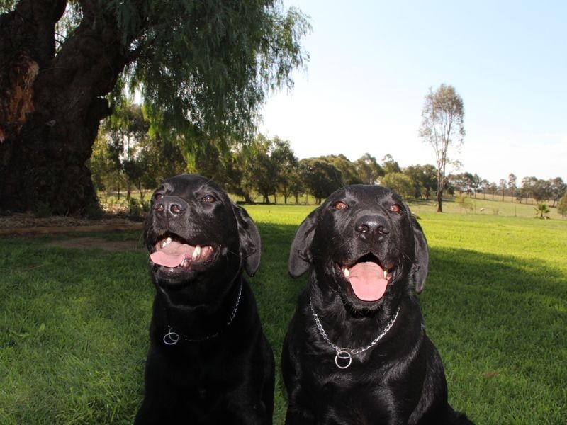 315 Back Creek Road, Young NSW 2594