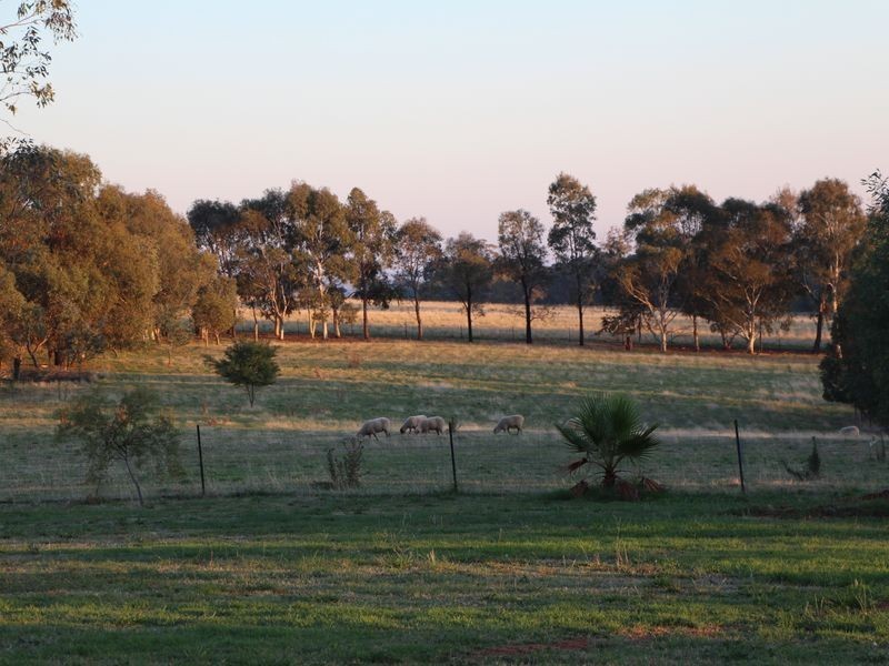 315 Back Creek Road, Young NSW 2594