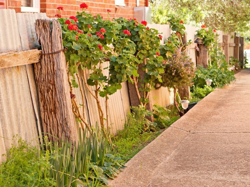 31 Wombat Street, Young NSW 2594