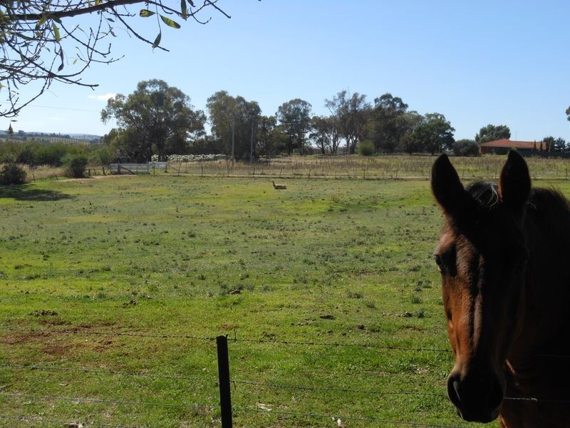 4 Tipperary Lane, Young NSW 2594