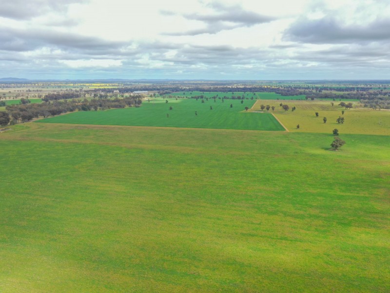 223 Morans Road, Bribbaree NSW 2594