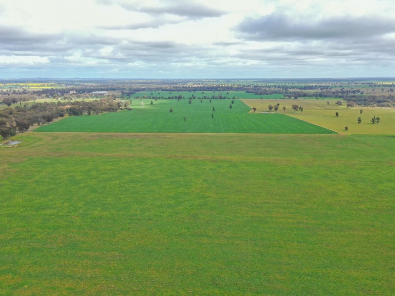 223 Morans Road, Bribbaree NSW 2594