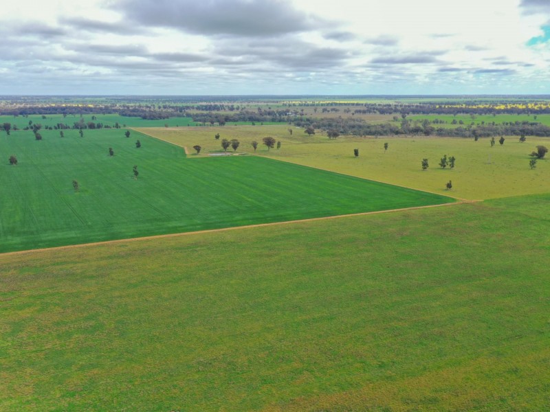 223 Morans Road, Bribbaree NSW 2594