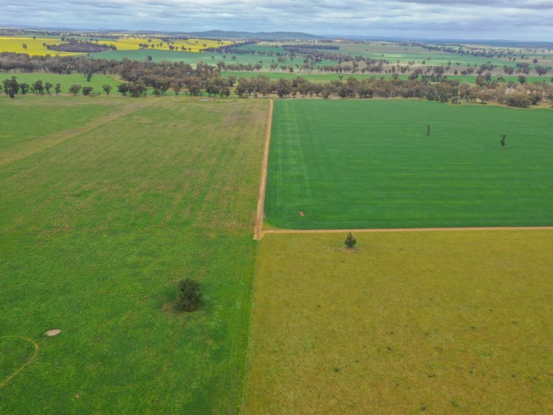 223 Morans Road, Bribbaree NSW 2594