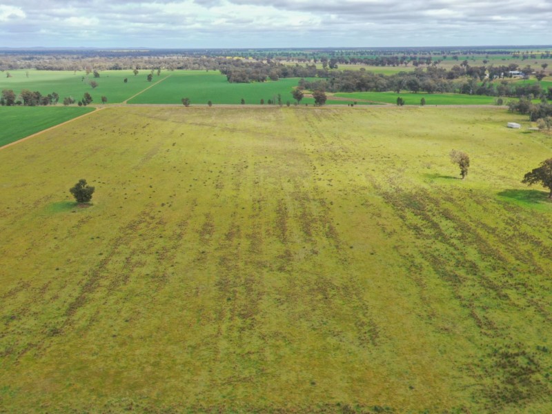 223 Morans Road, Bribbaree NSW 2594