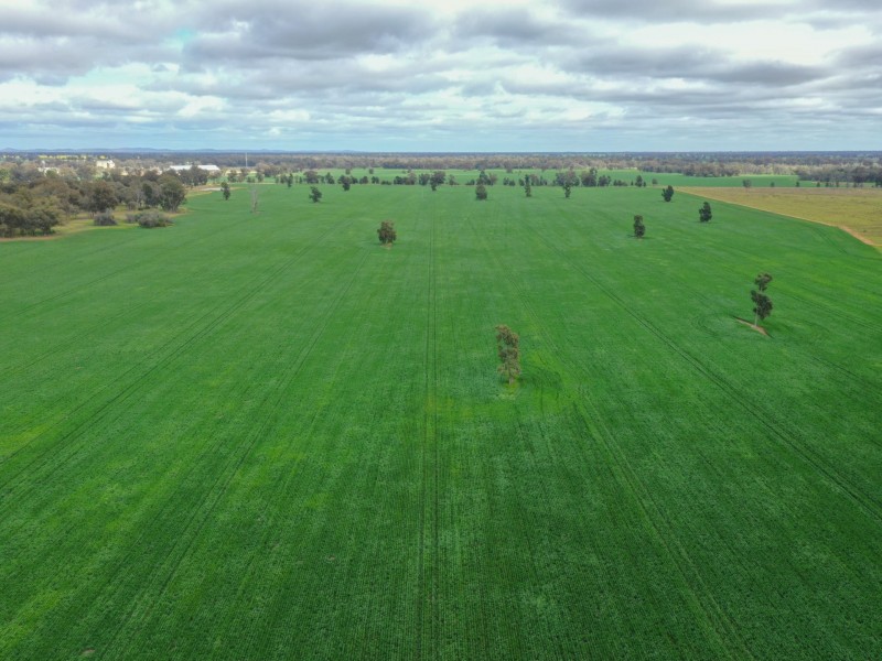 223 Morans Road, Bribbaree NSW 2594