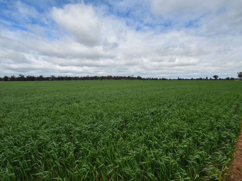 223 Morans Road, Bribbaree NSW 2594