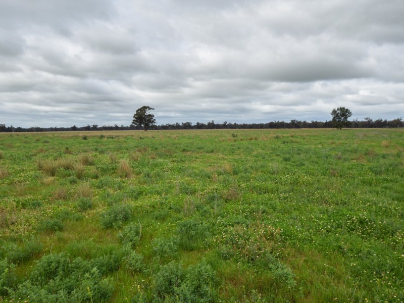 223 Morans Road, Bribbaree NSW 2594