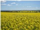323 Iandra Road Greenethorpe via, Cowra NSW 2794