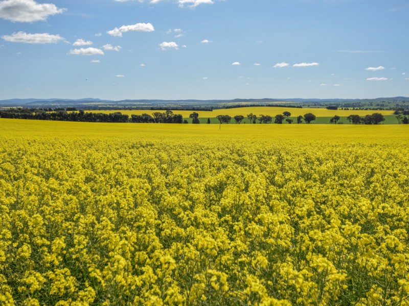 323 Iandra Road Greenethorpe via, Cowra NSW 2794