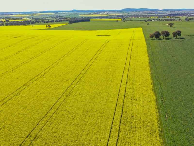 323 Iandra Road Greenethorpe via, Cowra NSW 2794