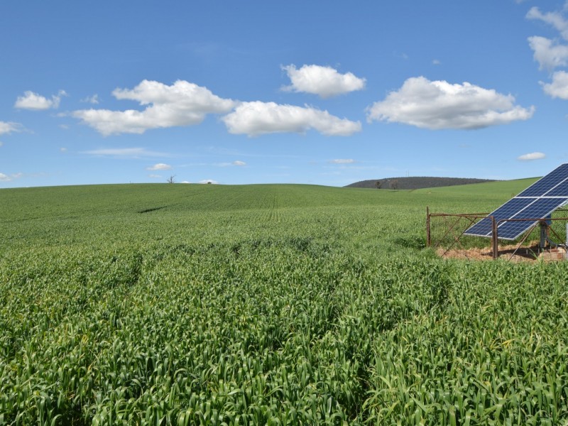 323 Iandra Road Greenethorpe via, Cowra NSW 2794